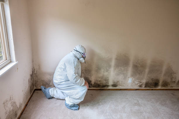 Mold Documentation for Insurance Claims in San Felipe, TX